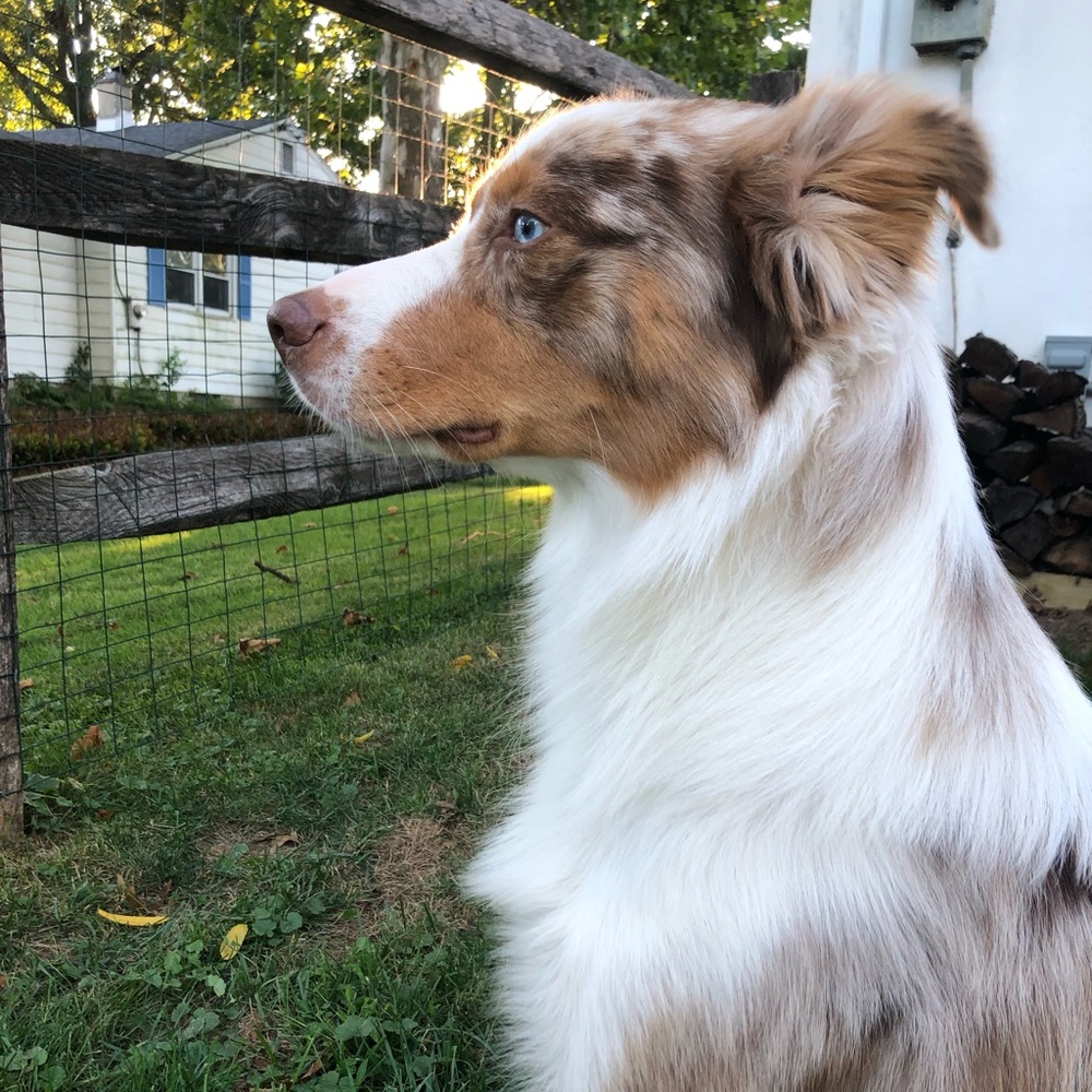 Meet your Posher, Abigail